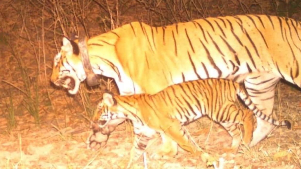 leopard killed tigress Two cubs Rajaji Tiger Reserve Park Rishikesh Uttarakhand News in hindi