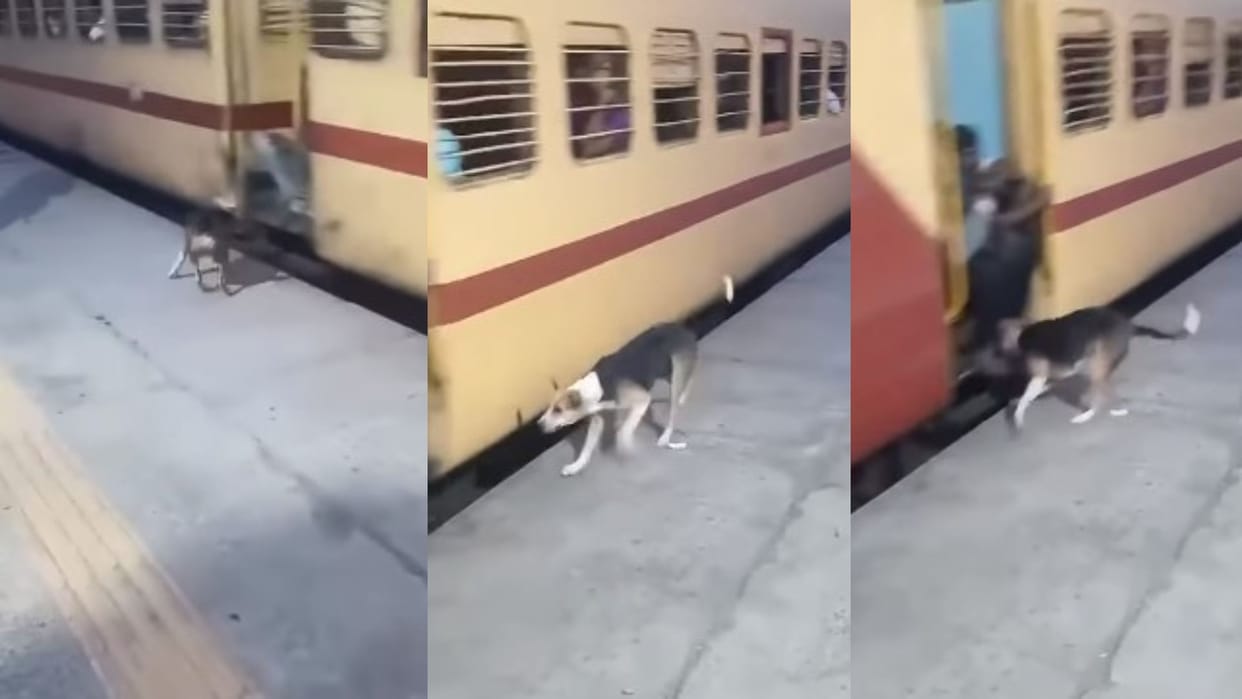 Viral Video Dog did an amazing job people were left wondering before getting off from moving train