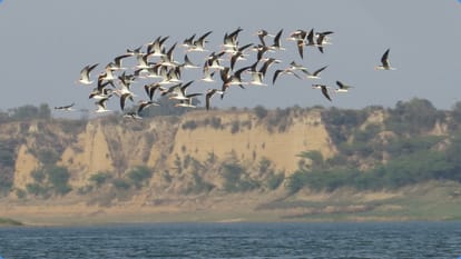 World Environment Day 2024 What is Indian Skimmer know sustainable water management connection of it