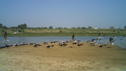 World Environment Day 2024 What is Indian Skimmer know sustainable water management connection of it