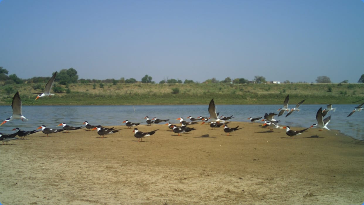 World Environment Day 2024 What is Indian Skimmer know sustainable water management connection of it