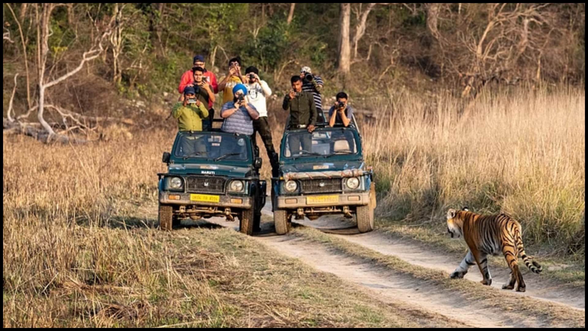 Best State To See Cheetah In India Tiger Safari Madhya Pradesh Kuno National Park