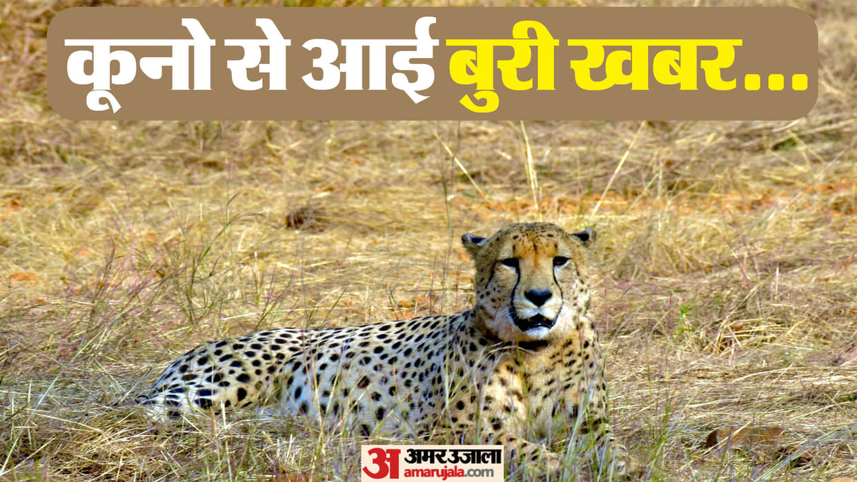 Kuno National Park: A cub of Cheetah Gamini died  it born on March 9