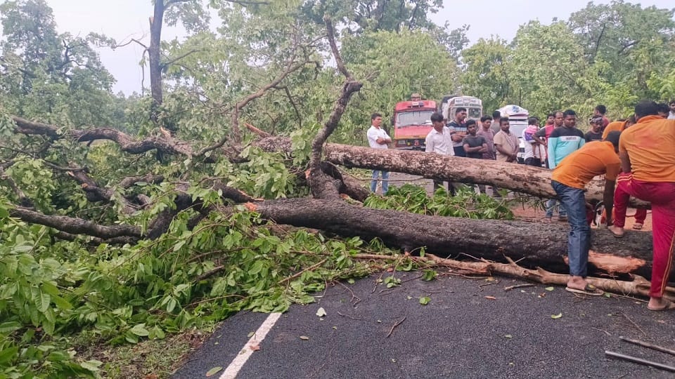 Due to strong storm in Sukma district poles and trees fell on the road in Sukma