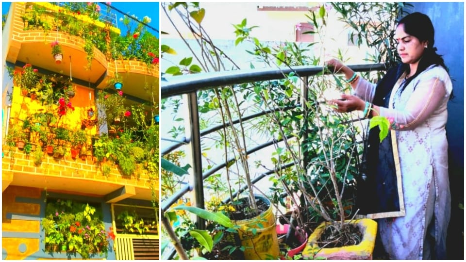 World Environment Day 2024: Damoh Priyanka made her house a green house
