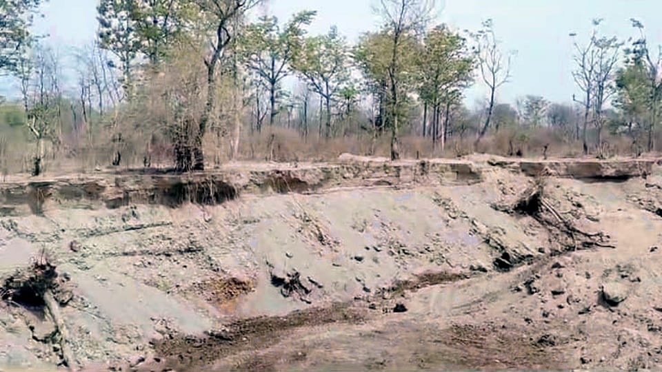 More than 20 thousand trees were uprooted on the banks of Kosi river kashipur