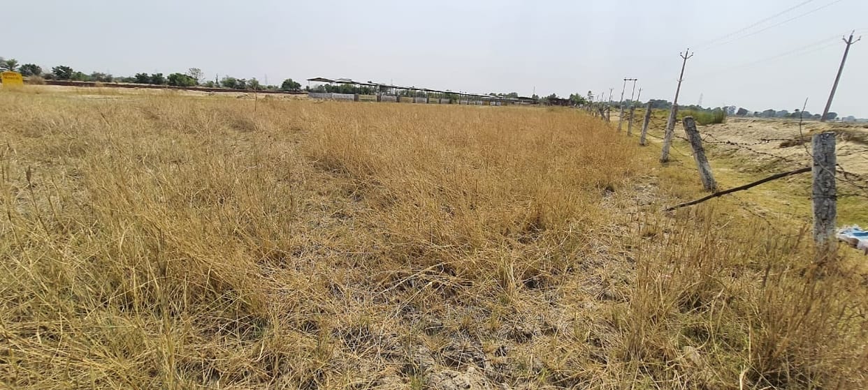 1.14 crore plants planted in five years, whether they flourished or dried up, 2.11 percent greenery in Kanpur