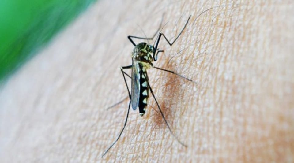 Even after 7 lakh months, no reduction in mosquitoes