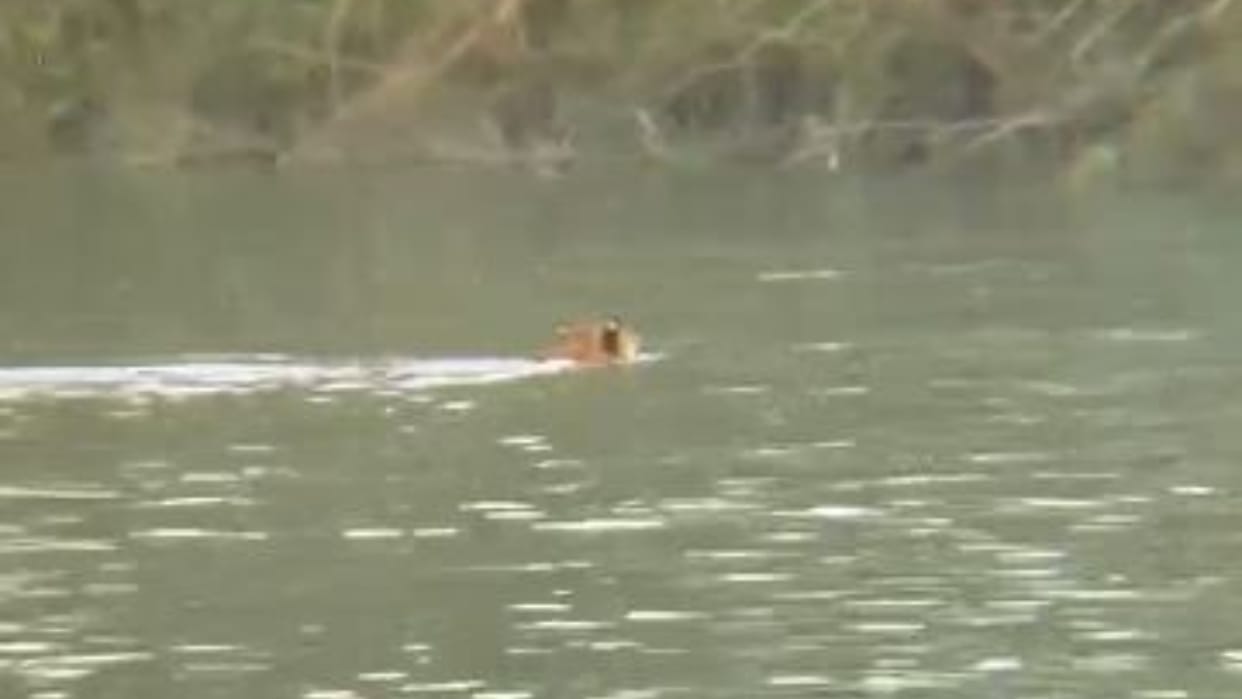 body of missing girl was found floating in Lower Ganga Canal in Mainpuri