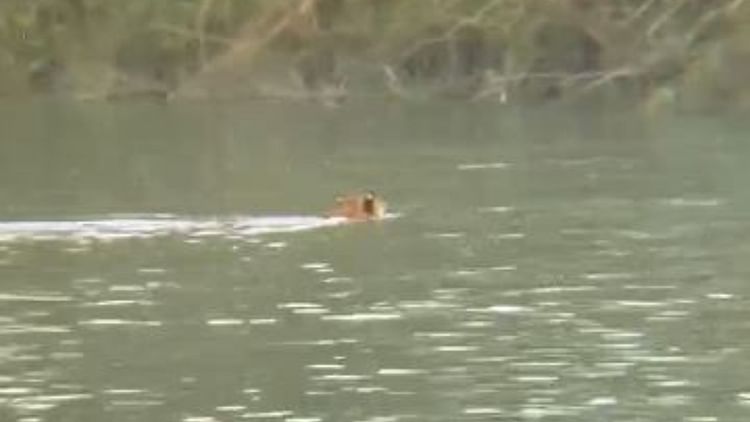 Mainpuri News: नहर में उतराती मिली दो दिन से लापता युवती की लाश, खबर मिली तो घर में मची चीख पुकार