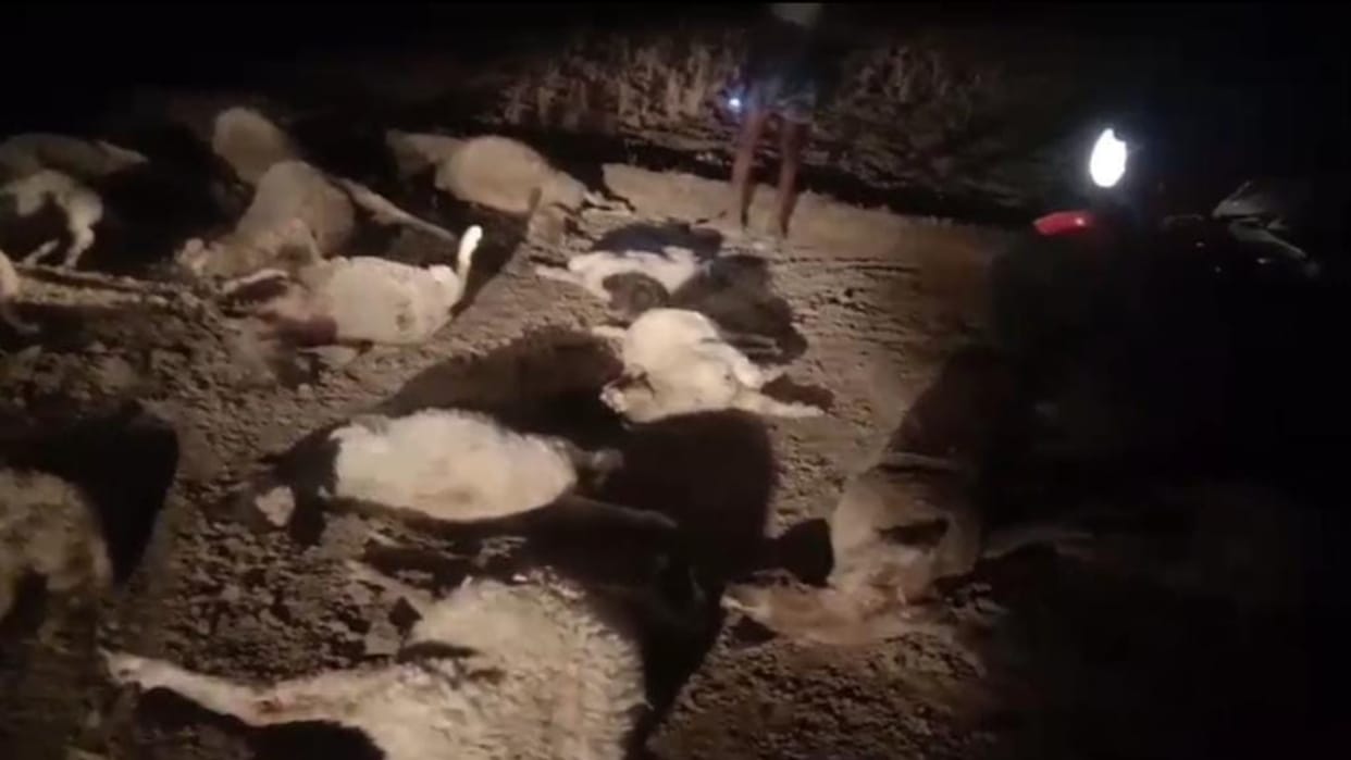 Twenty-five sheep died after falling into the pit of railway culvert, loss of lakhs to the sheep rearing fami