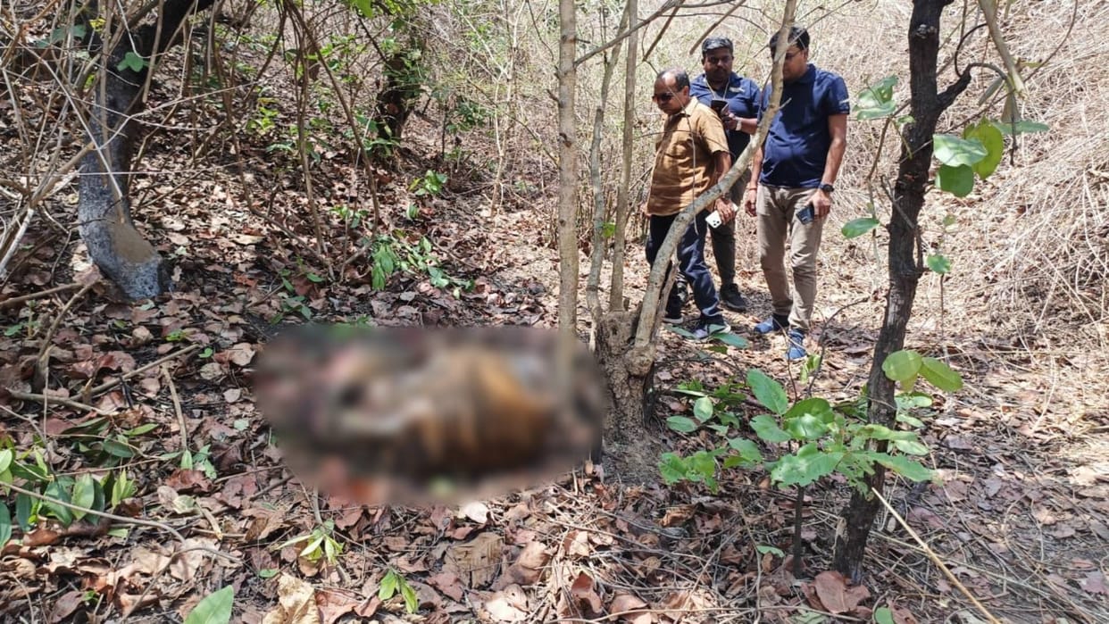 Umaria Tiger dies under suspicious circumstances age said to be two years