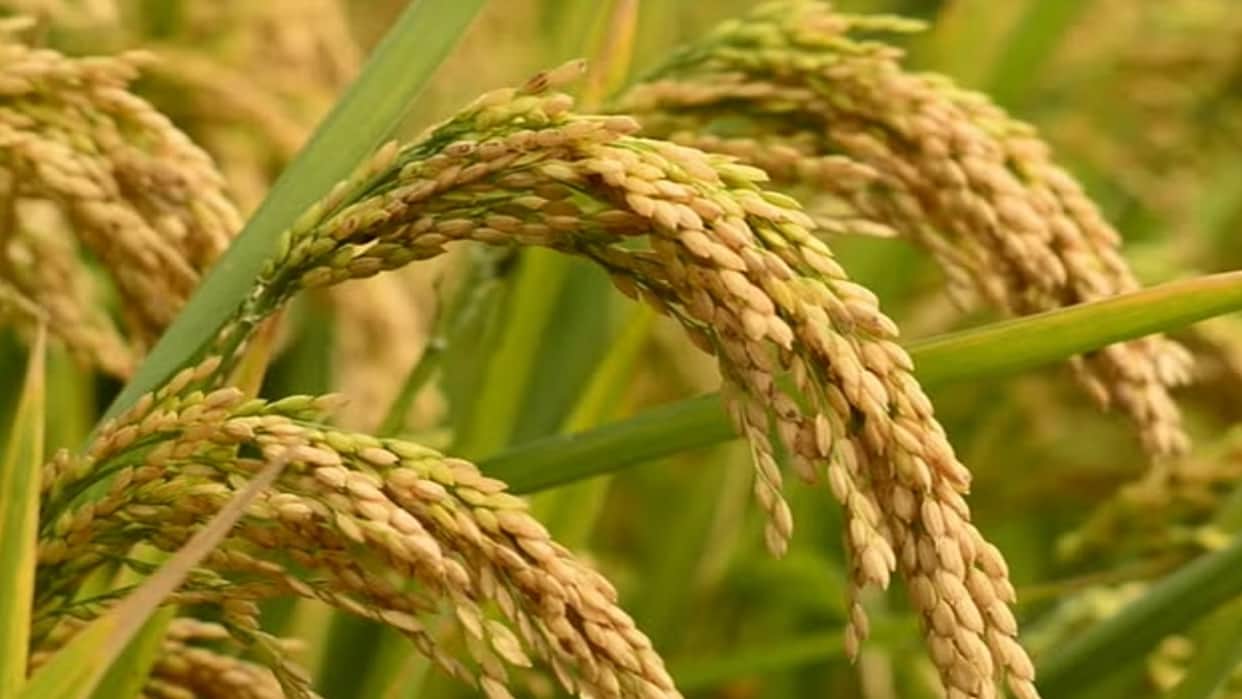 Gairsain Assembly Session Allocation of 1100 crore made for the procurement of paddy and wheat for farmers