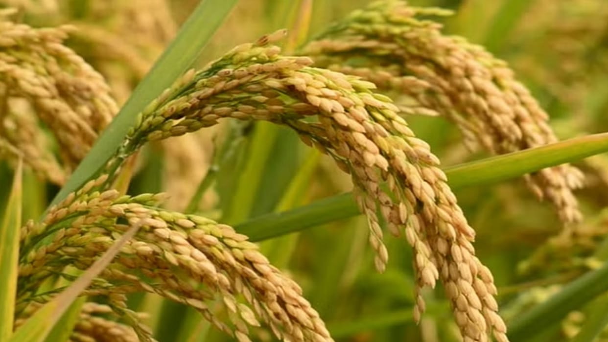 Procurement of paddy, maize and millet