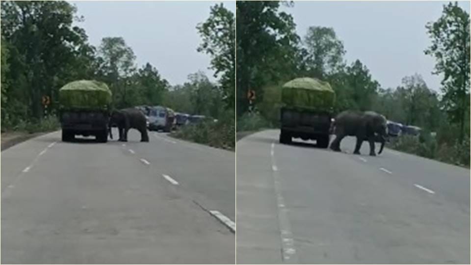 People teased the elephant crossing the road the angry elephant broke the bike