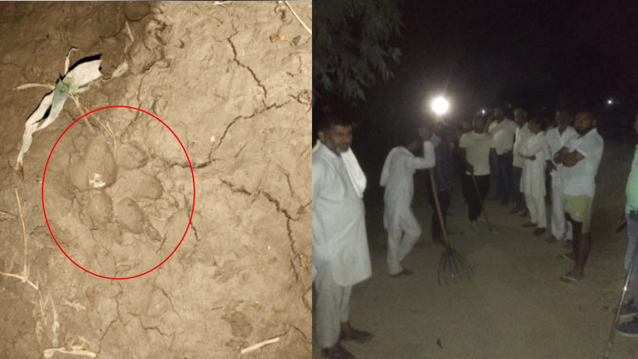 Leopard seen in Shamli: Leopard seen again in Chautara, paw marks found