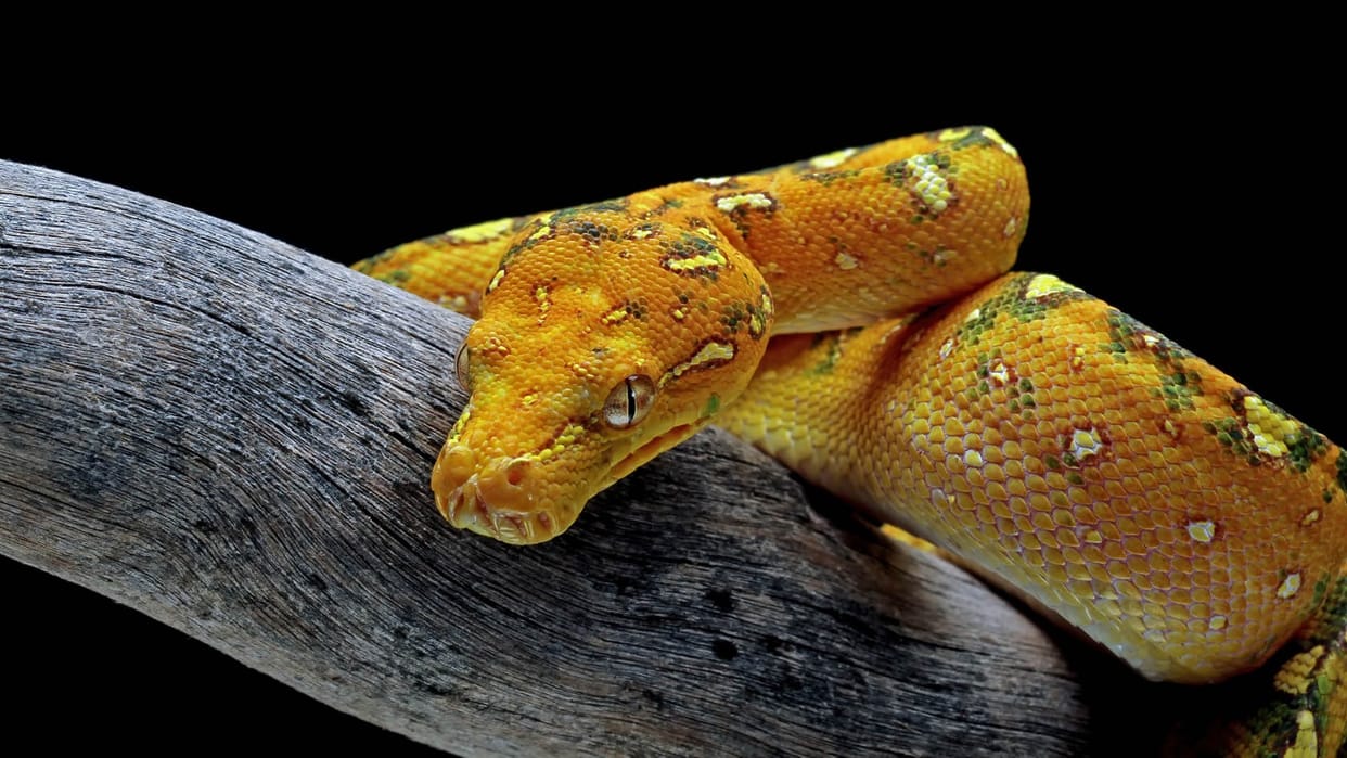 Indonesian Woman Who Went Missing Found Inside A Python After three Days