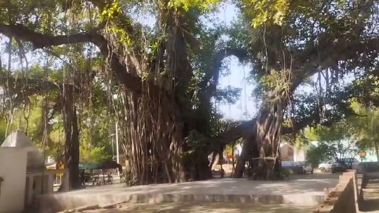 75 year old 20 trees will get pension