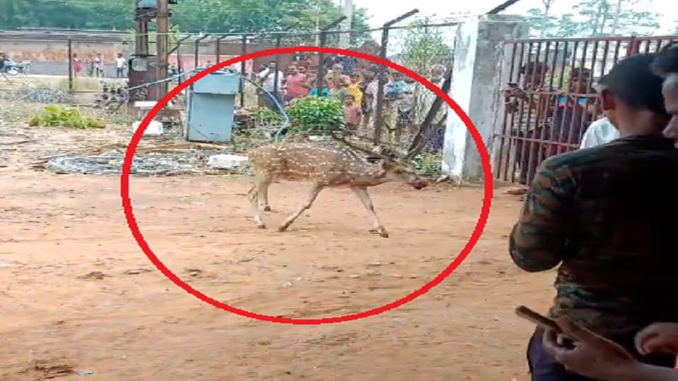chital strayed from jungle and reached settlement struggled to save its life from the dogs in Raigarh