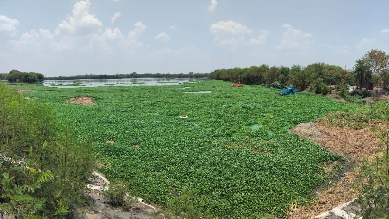 sirpur lake ramsar site in india indore news