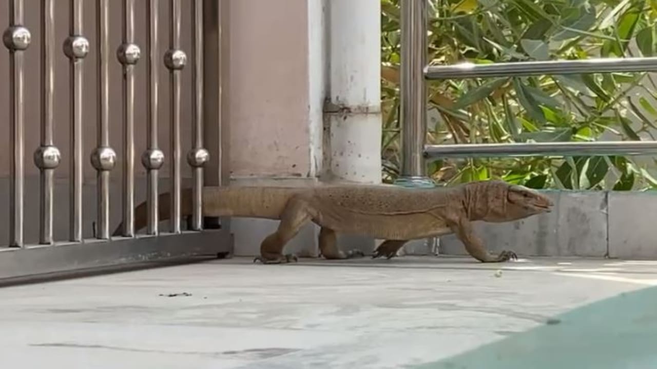 Panic spread among people due to monitor lizard entering the house in Shahjahanpur