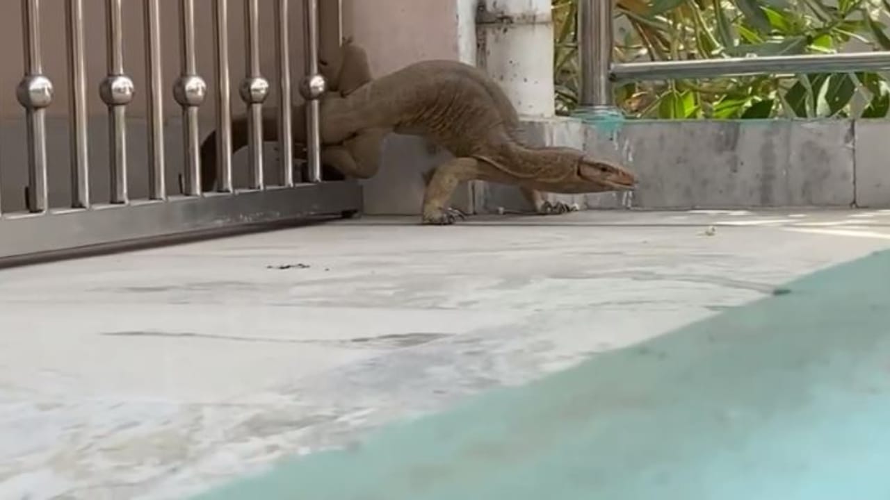 Panic spread among people due to monitor lizard entering the house in Shahjahanpur
