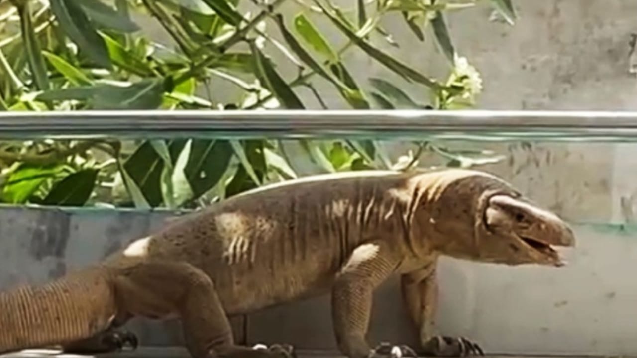 Panic spread among people due to monitor lizard entering the house in Shahjahanpur