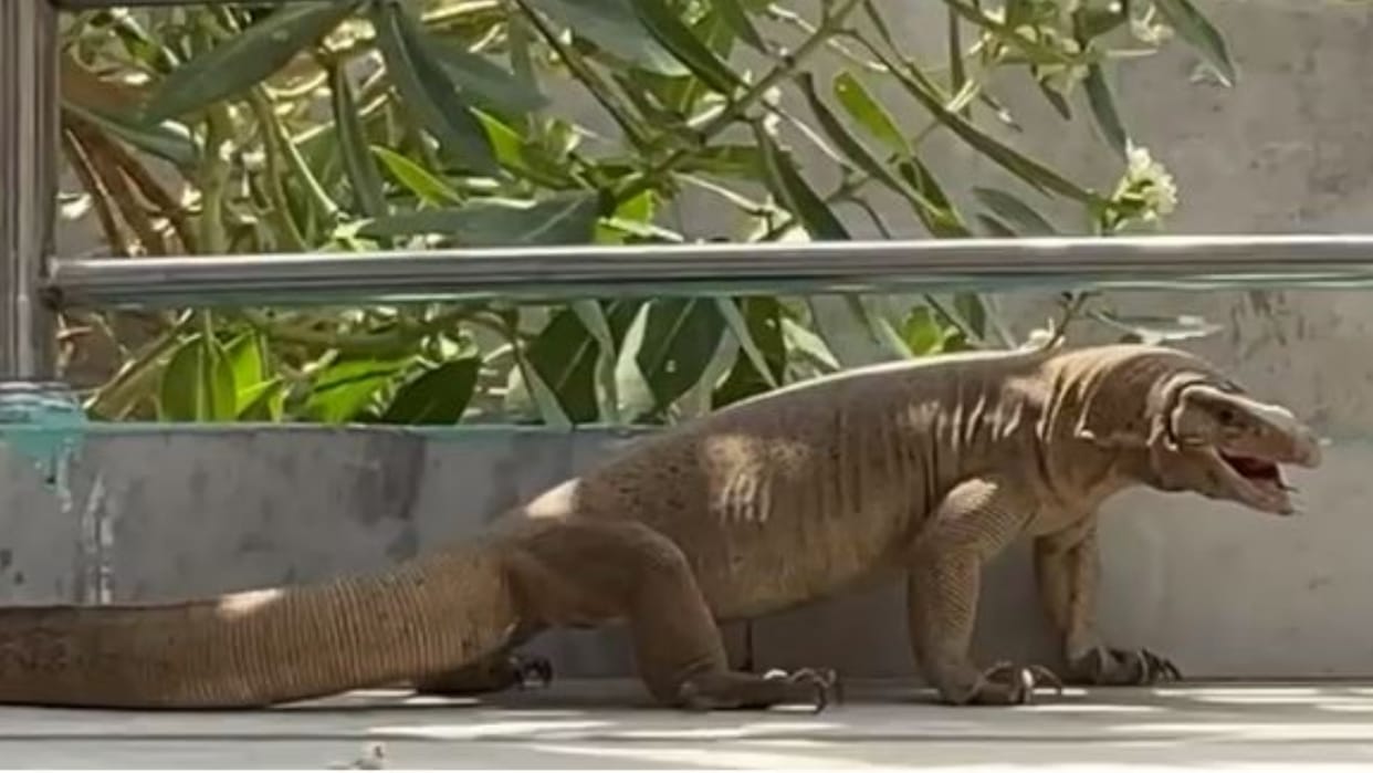 Panic spread among people due to monitor lizard entering the house in Shahjahanpur