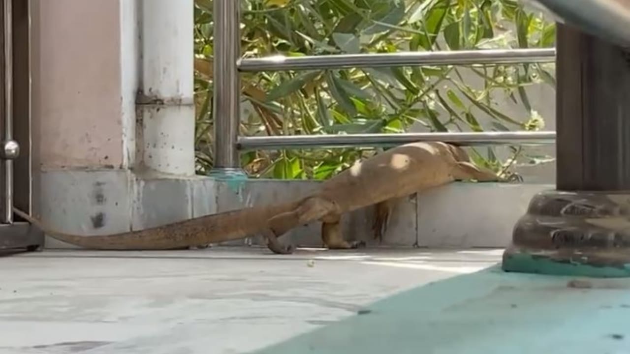 Panic spread among people due to monitor lizard entering the house in Shahjahanpur