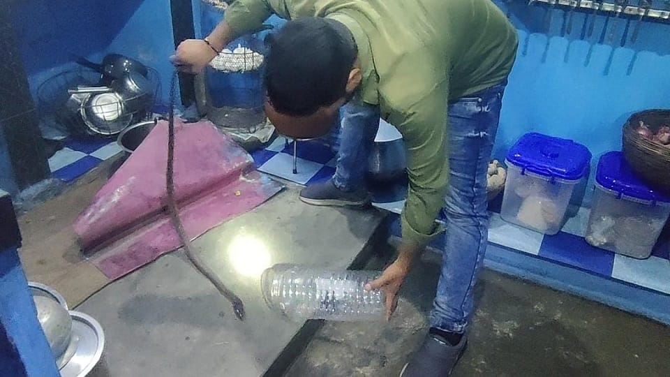 poisonous snake was sitting in carpet in kitchen in Korba