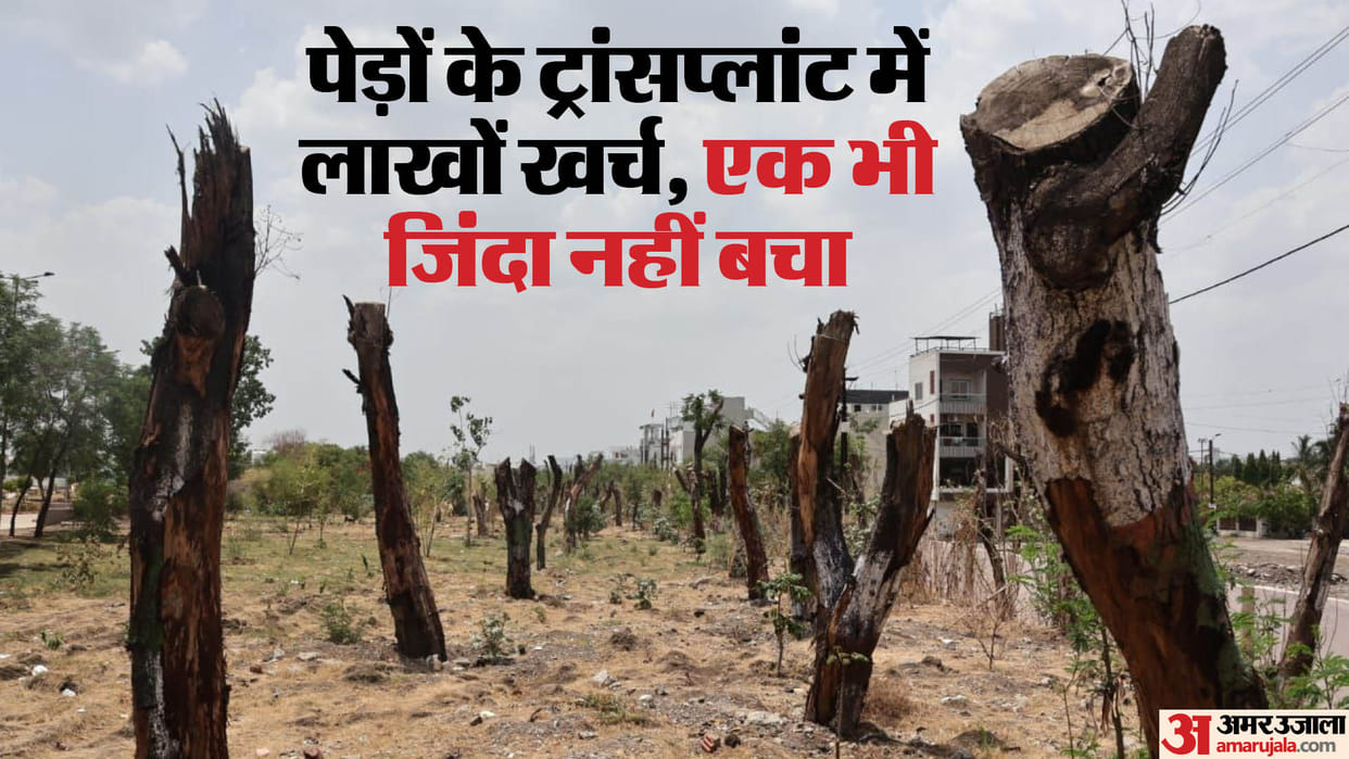 tree transplantation indore news sirpur lake