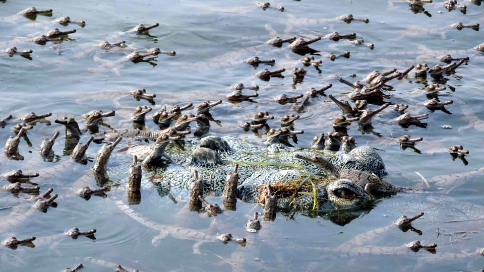 Agra: The voice of 900 small crocodiles echoed in the Chambal river.