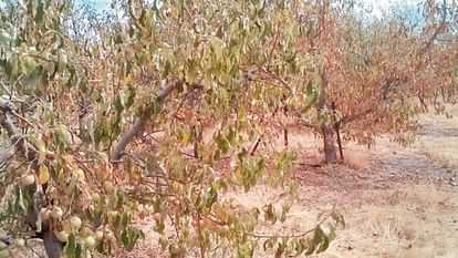 Apple orchards in Himachal are in the grip of drought, fruits are falling