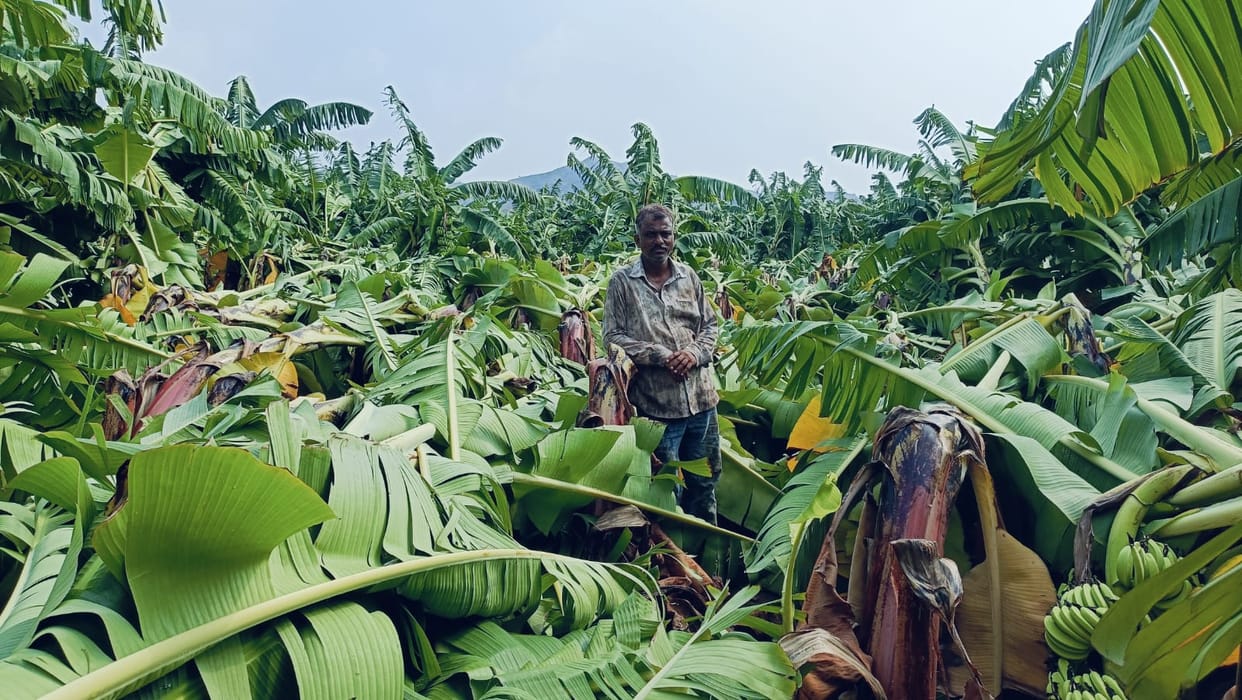 Burhanpur: Banana crops standing in the fields ruined due to pre-monsoon rains, farmers shed tears