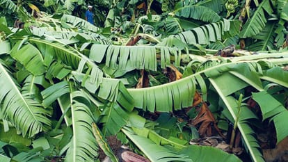 Burhanpur: Banana crops standing in the fields ruined due to pre-monsoon rains, farmers shed tears