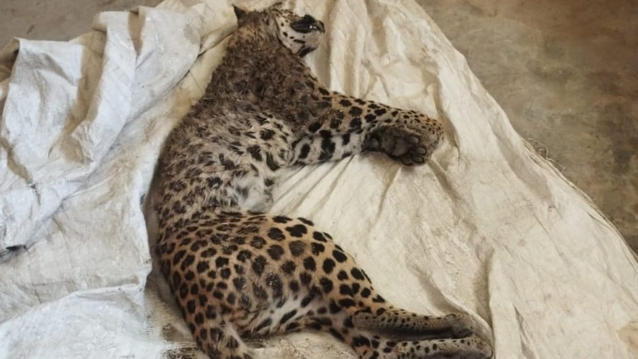 Leopard cub dies after getting trapped in barbed wire in Lakhimpur kheri