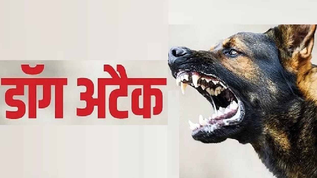 Dogs bite cases are increasing in Lucknow.