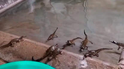 Morena News the family of crocodiles increased in the century, 28 babies came out of eggs.