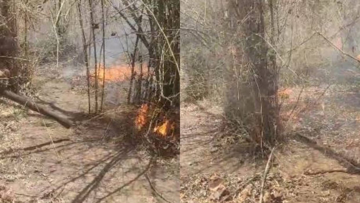 Umaria News Fire broke out in forest of Bandhavgarh Tiger Reserve BTR team brought it under control