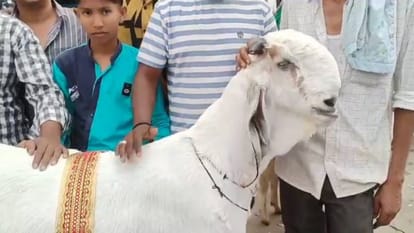 Bakrid E 2025 Highest price of Punjabi Bittal breed goats in Meena Bazaar Delhi
