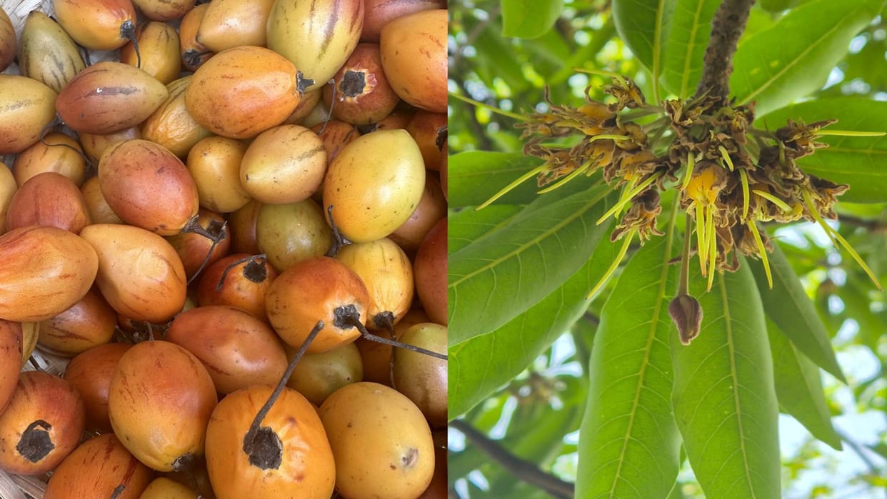 World Environment Day 2024: Importance of self-grown food sources in the era of climate change