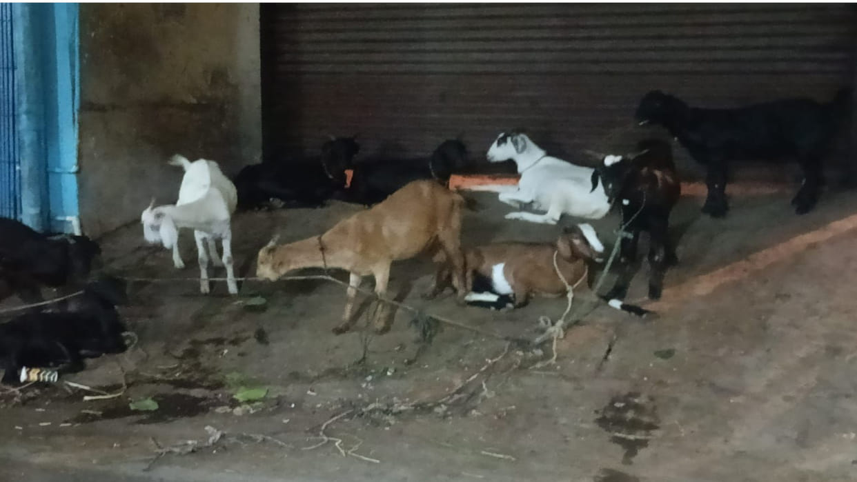 Animals will not be sacrificed on streets on Eid in Hapur
