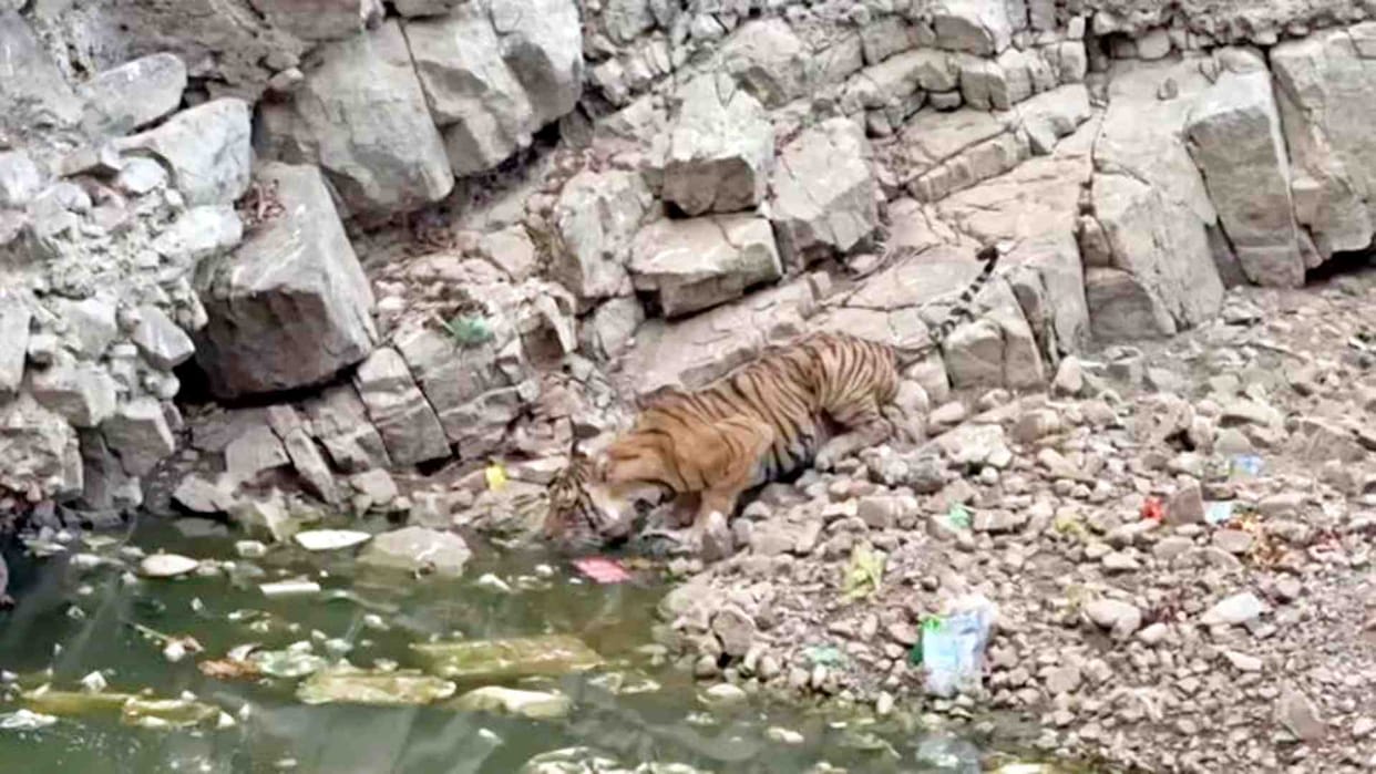 Sawai Madhopur: Tigress T-8 reached Kushalidarra in search of water