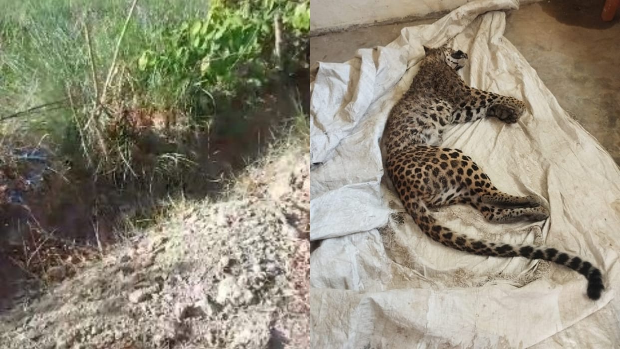 Hunters set a trap to hunt a pig but leopard cub died after getting trapped in lakhimpur kheri