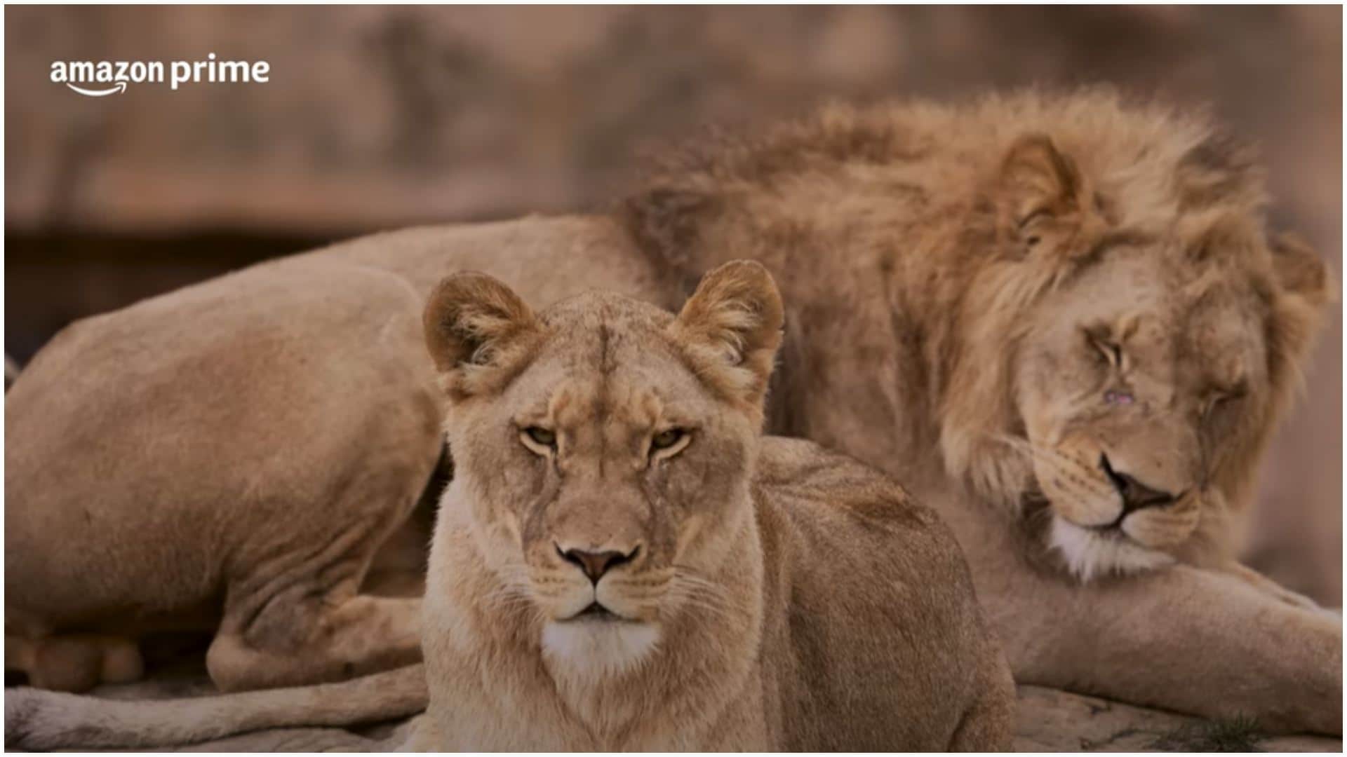 Mirzapur 3 Teaser: Will female stars lead 3rd season of Prime Video series Isha Talwar to Shweta Rasika Dugal