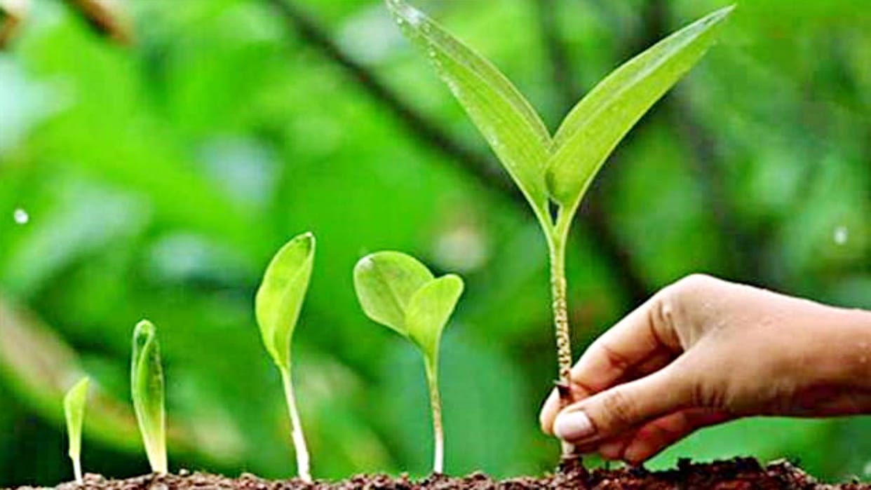 MP News Scam in the name of plantation in Sehore