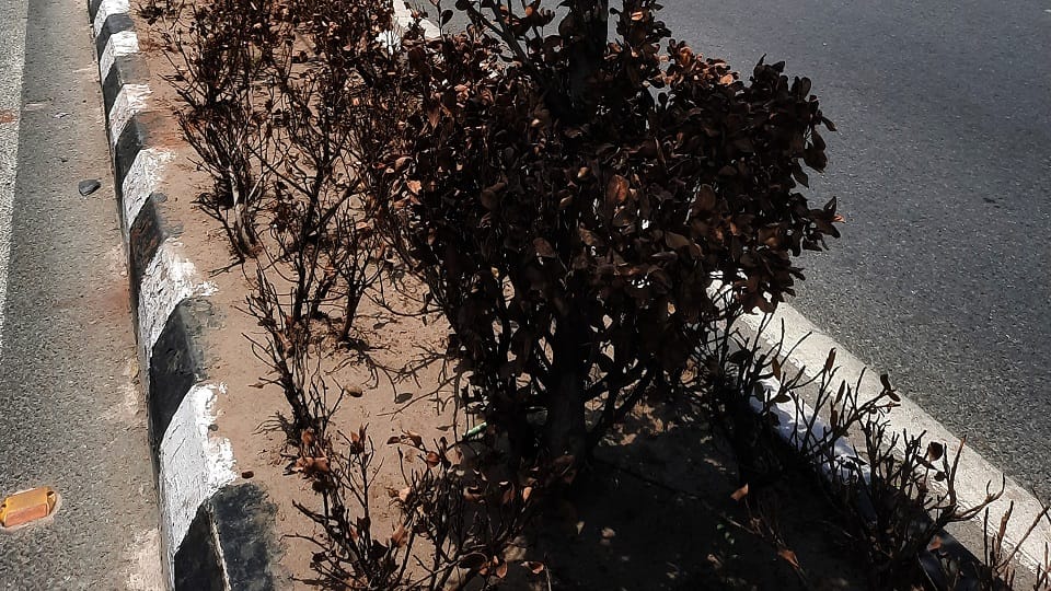The greenery of G-20 is dying in the scorching heat of Delhi