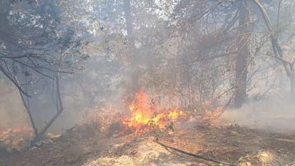 Forest fire near Rusi bypass in nainital