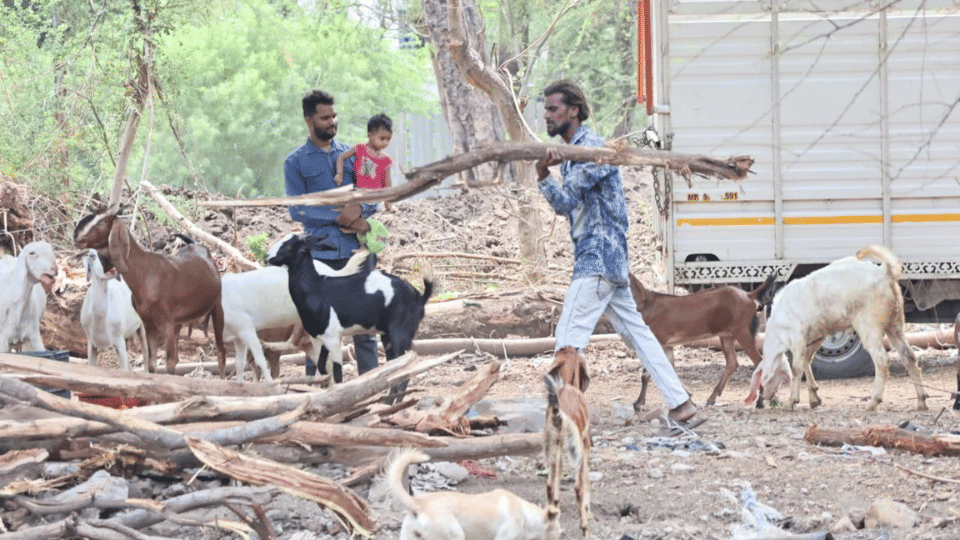 tree cutting plantation save nature plants rivers indore news