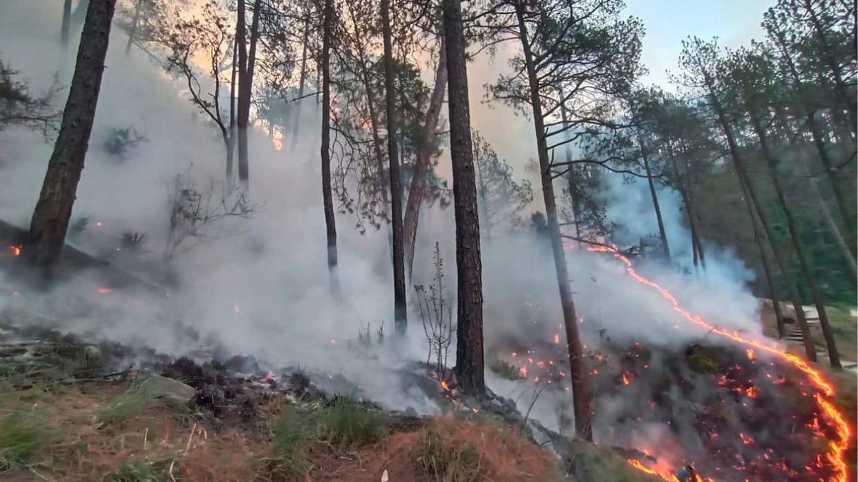 Forest Fire 62 cases of forest fire have been reported in Himachal in the last 24 hours